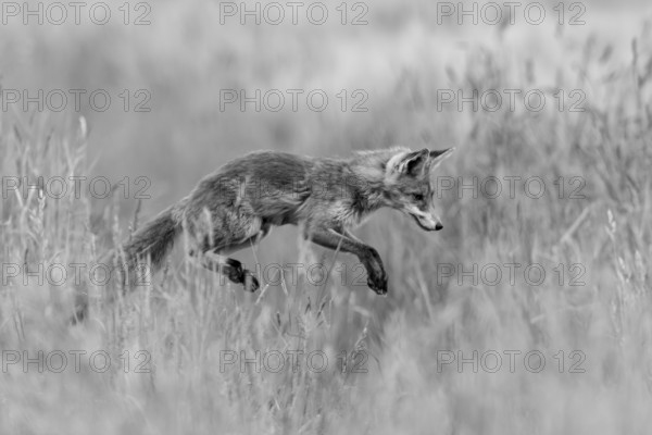 Red fox (Vulpes vulpes), close-up, monochrome, adult in a meadow leaps into the air in the so-called mouse jump while hunting for mice, Hesse, Germany
