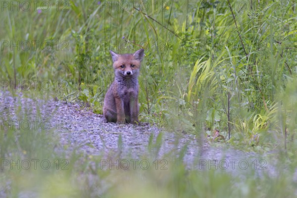 Red fox (Vulpes vulpes), cute puppy sits alone on forest path in front of green grass and looks into the camera, Bavaria, Germany