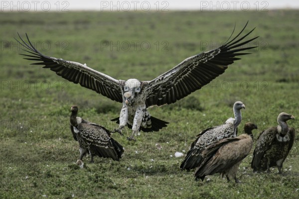 Barred vulture (Gyps rueppellii), an adult bird in landing approach with spread wings lands in a group of other vultures in the savannah, Serengeti National Park, Tanzania
