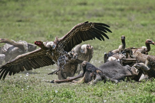 Barred vulture (Gyps rueppellii), flock feeding on the carcass of a dead blue wildebeest (Connochaetes taurinus), an adult bird with a bloody piece of meat in its beak leaps into the air with open wing, Serengeti National Park, Tanzania