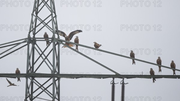 Red kite (Milvus milvus), flock of 9 birds sitting and resting on a high-voltage pylon during migration, Hesse, Germany