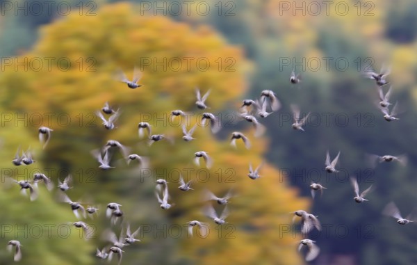 Starling (Sturnus vulgaris), flock flying in front of a colourful autumnal deciduous forest in Indian summer, wiped image with motion blur, Hesse, Germany
