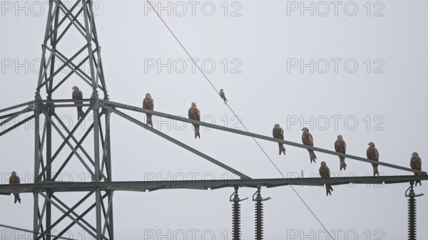 Red kite (Milvus milvus), flock of 10 birds sitting and resting on a high-voltage pylon during the migration season, Hesse, Germany
