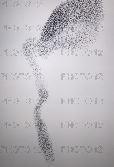 Starling (Sturnus vulgaris), huge flock forms an impressive pattern in the sky in the formation flight of a so-called murmuration to ward off a hunting peregrine falcon (Falco peregrinus), Rhineland-Palatinate, Germany