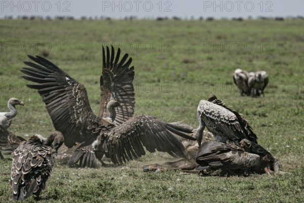 Barred vulture (Gyps rueppellii), flock of several adult birds feeding on the carcass of a dead blue wildebeest (Connochaetes taurinus) and fighting with each other, Serengeti National Park, Tanzania