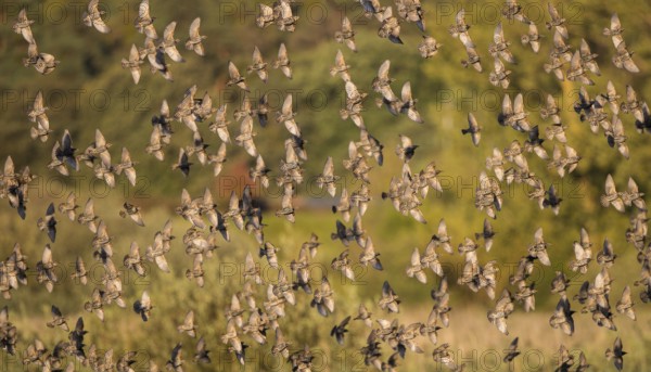 Starling (Sturnus vulgaris), large flock flying in front of deciduous forest in the evening sun shortly in front of landing in the reeds as a roost during autumn migration, Brandenburg, Germany