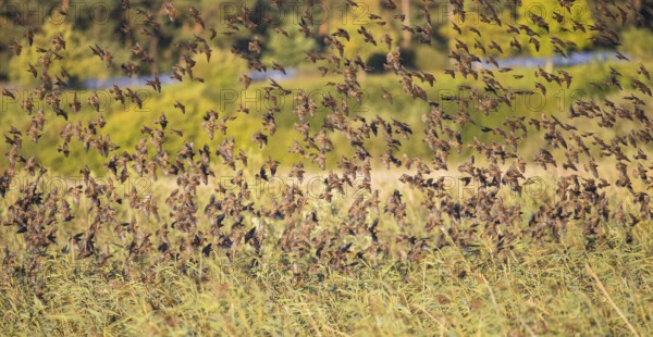 Starling (Sturnus vulgaris), large flock flying over reeds in the evening sun shortly in front of landing in the reeds as a roost during autumn migration, Brandenburg, Germany