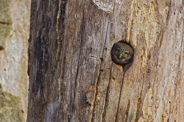 Pygmy Owl (Glaucidium passerinum), adult bird at the breeding site looking with its head out of the deadwood cavity of a dead beech tree, Odenwald, Hesse, Germany