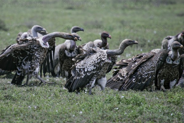 Barred vulture (Gyps rueppellii), flock of several animals standing in the savannah, Serengeti National Park, Tanzania