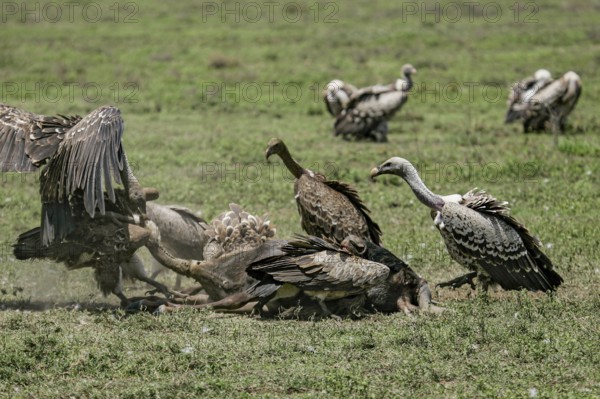 Barred vulture (Gyps rueppellii), flock of several adult birds feeding on the carcass of a dead blue wildebeest (Connochaetes taurinus) and fighting with each other, one bird is feeding with its head in the anus of the wildebeest while the second bird is sitting on its back and attacking it at the same time, Serengeti National Park, Tanzania