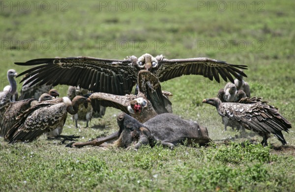 Barred vulture (Gyps rueppellii), flock feeding on the carcass of a dead blue wildebeest (Connochaetes taurinus), an adult bird with a bloody piece of meat in its beak leaps into the air and is attacked by other vultures, Serengeti National Park, Tanzania