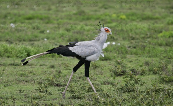 Secretary bird (Sagittarius serpentarius), adult bird walking through green savannah, Serengeti National Park, Tanzania