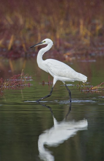 Little Egret (Egretta garzetta), white adult bird walking through shallow water in a salt marsh with intense red flowering Queller vegetation, Croatia