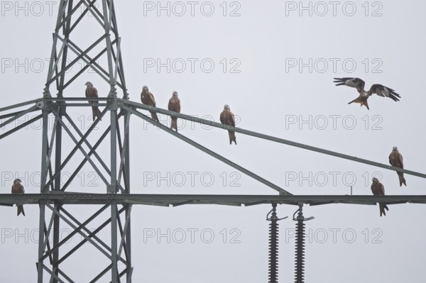 Red kite (Milvus milvus), flock of 8 birds perches, flies and rests on a high-voltage pylon during the migration season, Hesse, Germany