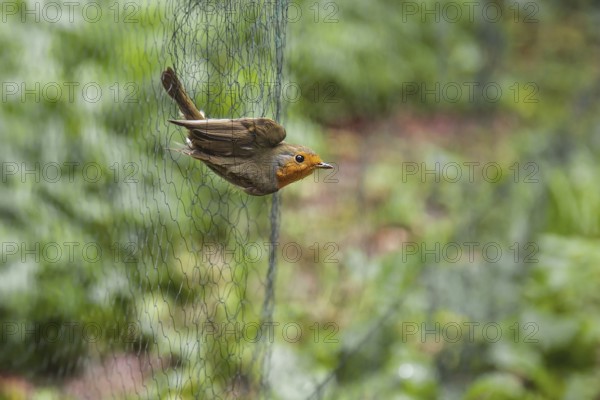 European robin (Erithacus rubecula), adult bird hanging in Japanese net for scientific bird ringing, Heligoland, Germany