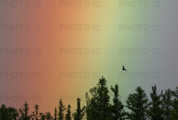 Intensely coloured rainbow with flying steppe eagle (Aquila nipalensis) over conifer treetops, Khan Khentii Protected Area, Mongolia