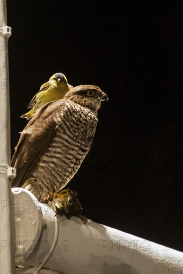 Siskin (Spinus spinus) sits in a bizarre scene on the back of a sparrowhawk (Accipiter nisus), which at the same time holds a dead siskin in its claws, while a third siskin sits next to the sparrowhawk on the railing of a research vessel, songbird mass migration at night, Baltic Sea, offshore, Germany