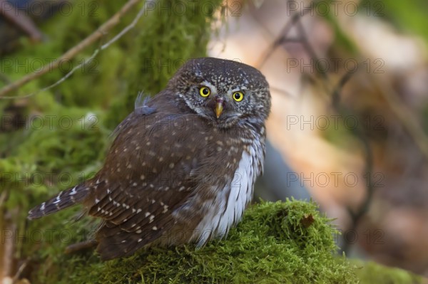 Pygmy Owl (Glaucidium passerinum), close-up and portrait, adult bird sitting on a moss-covered tree trunk on the forest floor and looking into the camera with bright yellow eyes, Odenwald, Hesse, Germany