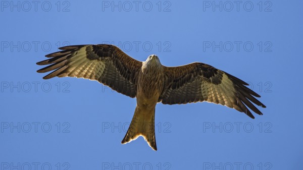 Red kite (Milvus milvus), close-up, adult bird flying in front of a blue sky with wings spread out in the sun, Baden-Württemberg, Germany