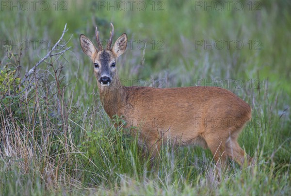 Roebuck (Capreolus capreolus), close-up, male foraging in a forest clearing in summer, looking into the camera, Hesse, Germany