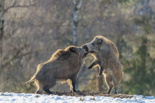 Two young wild boars (Sus scrofa) wrestle with each other in the backlight of the sun in a clearing. Their raised dorsal crests glow in the light. Bavaria, Germany