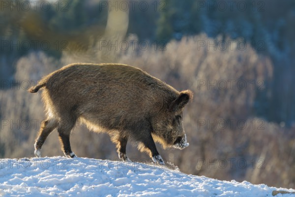 A wild boar (Sus scrofa) stands in the backlight of the sun on a snow-covered mound. A forest can be seen in the background. Bavaria, Germany