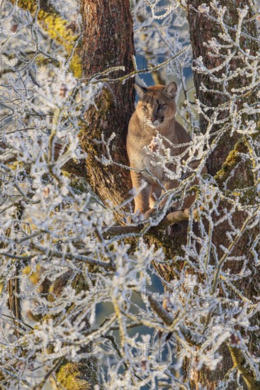 An adult female cougar (Puma concolor) sits high up in a frost-covered oak tree on a sunny, cold winter day. Captive