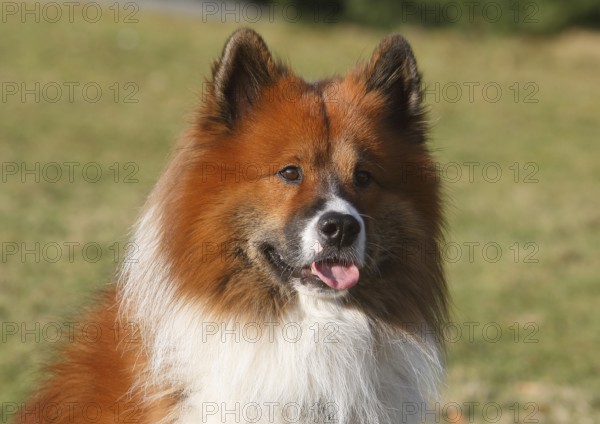 Large Elo (Canis lupus familiaris), male 3 years, portrait, North Rhine-Westphalia, Germany