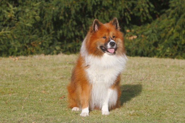 Large Elo (Canis lupus familiaris), 3 years old, sitting on a meadow, North Rhine-Westphalia, Germany