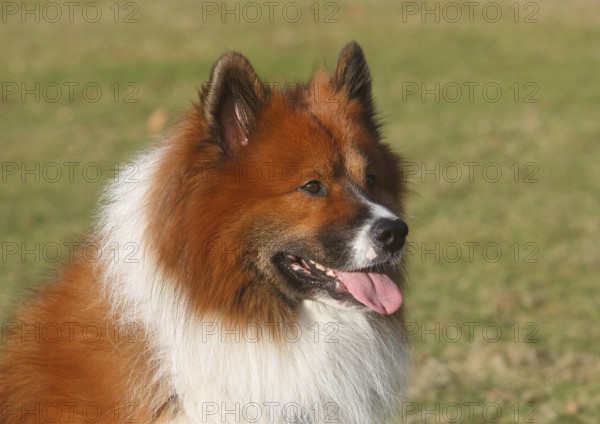 Large Elo (Canis lupus familiaris), male 3 years portrait, side view, North Rhine-Westphalia, Germany