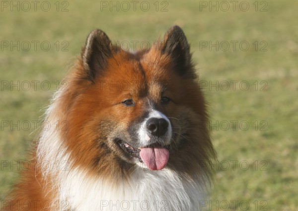 Large Elo (Canis lupus familiaris), male 3 years, portrait, North Rhine-Westphalia, Germany