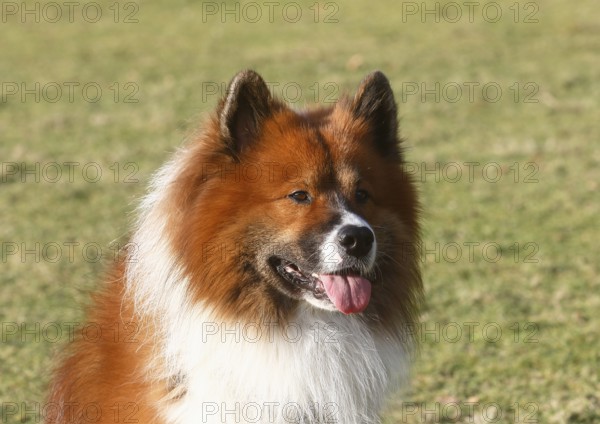 Large Elo (Canis lupus familiaris), male dog, 3 years, portrait, North Rhine-Westphalia, Germany