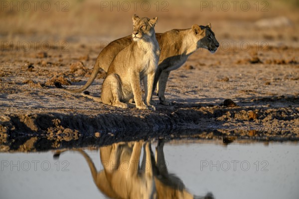 Two lionesses (Panthera leo) in the morning light at the Nxai Pan waterhole, Nxai Pan National Park, near Gweta, Central District, Botswana