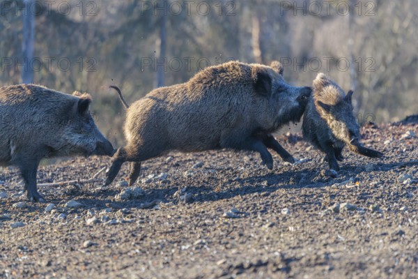An adult wild boar (Sus scrofa) runs after a young animal and attacks it. A forest can be seen in the background. Bavaria, Germany