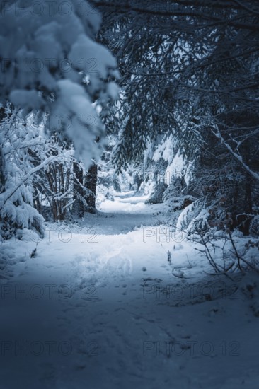 Snowy trail through a dense, quiet forest area with a cold winter atmosphere, Besenfeld, Black Forest, Germany