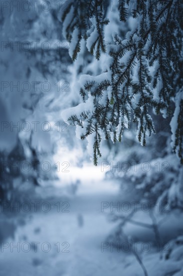Snowy pine branches jut into a blurred winter background, Broom Field, Black Forest, Germany
