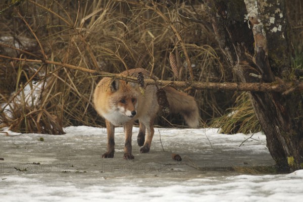 Red fox (Vulpes vulpes) secured on a frozen stream, Allgäu, Bavaria, Germany, Allgäu, Bavaria, Germany