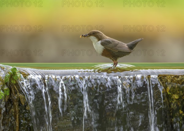 White-throated White-throated Dipper (Cinclus cinclus), standing on the edge of a weir with insects in its beak, biosphere reserve, Swabian Alb, Baden-Württemberg, Germany