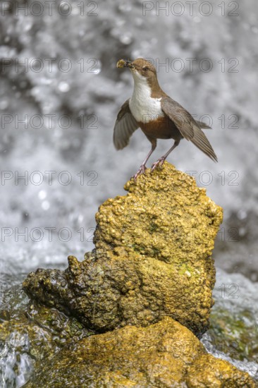 White-throated White-throated Dipper (Cinclus cinclus), standing on a tufa in front of a waterfall with insects in its beak, biosphere reserve, Swabian Alb, Baden-Württemberg, Germany