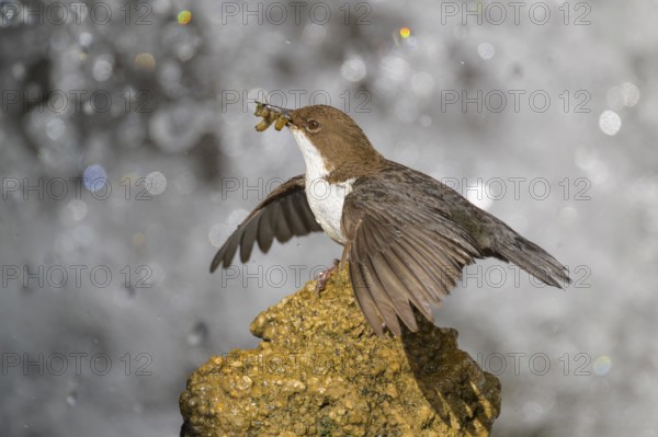White-throated White-throated Dipper (Cinclus cinclus), standing on a tufa in front of a waterfall with insects in its beak, biosphere reserve, Swabian Alb, Baden-Württemberg, Germany