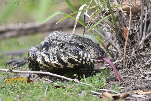 Golden tegu (Tupinambis teguixin) in the wild in a nature reserve in Buenos Aires, Argentina