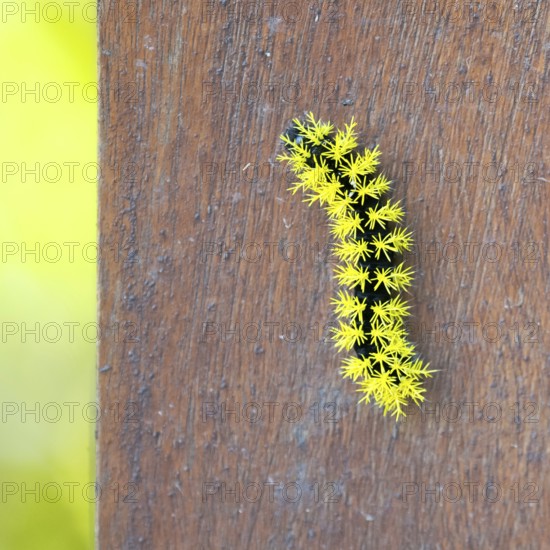 Macro image of a caterpillar of the species Leucanella viridescens with neon yellow spines as a deterrent, seen in a nature reserve in Buenos Aires, Argentina