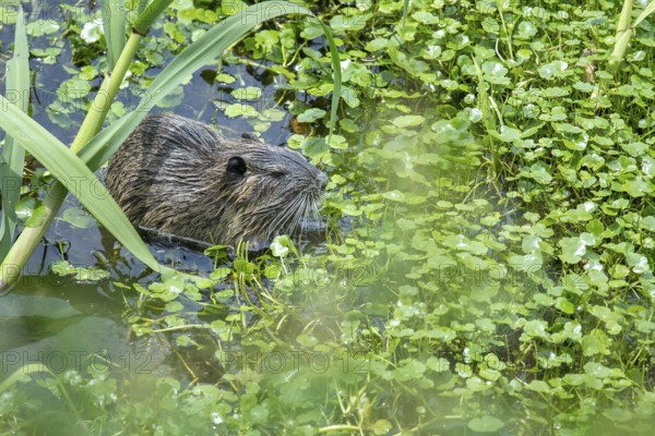 Young nutria (Myocastor coypus) in a nature reserve in Buenos Aires, Argentina