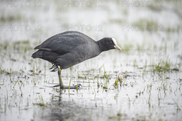A black coot (Fulica atra) stands in the shallow water of a marshland, Dümmer nature park Park, Lower Saxony, Germany