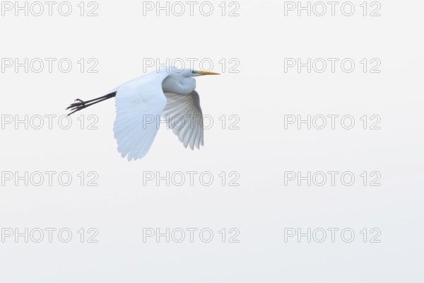 A flying white egret (Egretta alba) flies elegantly against a white sky, Dümmer nature park Park, Lower Saxony, Germany
