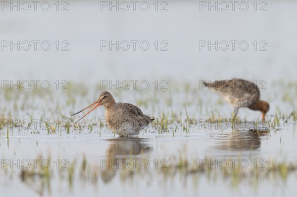 Two black-tailed godwits (Limosa limosa) standing in shallow water, reflecting the surroundings, Dümmer nature park Park, Lower Saxony, Germany