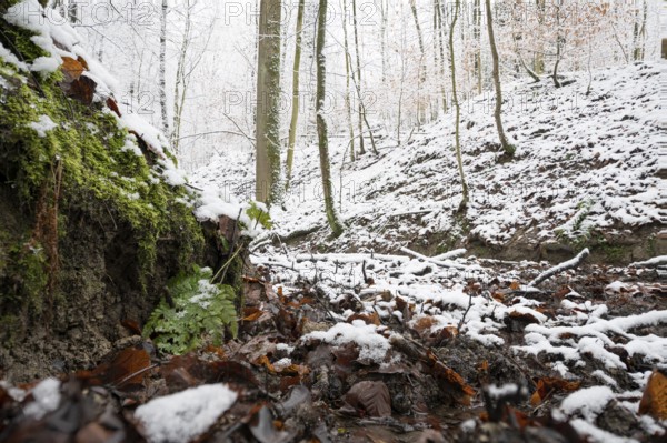 Source of the Hunte river in Melle, snowy forest soil with moss, leaves and bare trees that create a quiet winter atmosphere, Melle, Lower Saxony, Germany