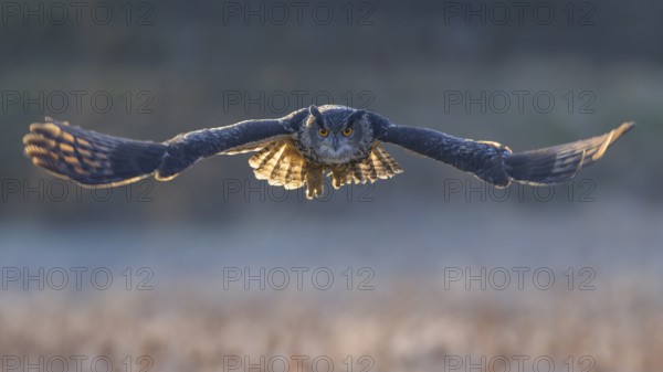 Eurasian Eagle-owl (Bubo bubo), in flight over a meadow in the last light, backlight, Swabian Alb biosphere reserve, Baden-Württemberg, Germany