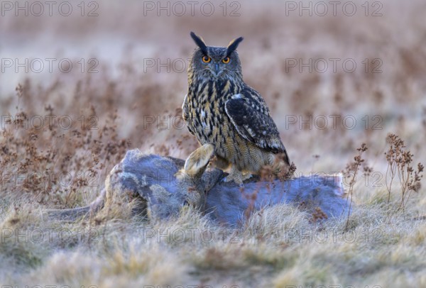 Eurasian Eagle-owl (Bubo bubo), on a roe deer (Capreolus capreolus), roadkill, Swabian Alb biosphere reserve, Baden-Württemberg, Germany