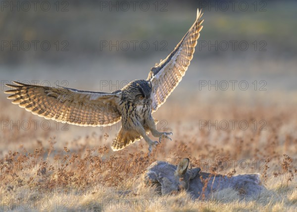 Eurasian Eagle-owl (Bubo bubo), approaching a roe deer (Capreolus capreolus), roadkill, Swabian Alb biosphere reserve, Baden-Württemberg, Germany